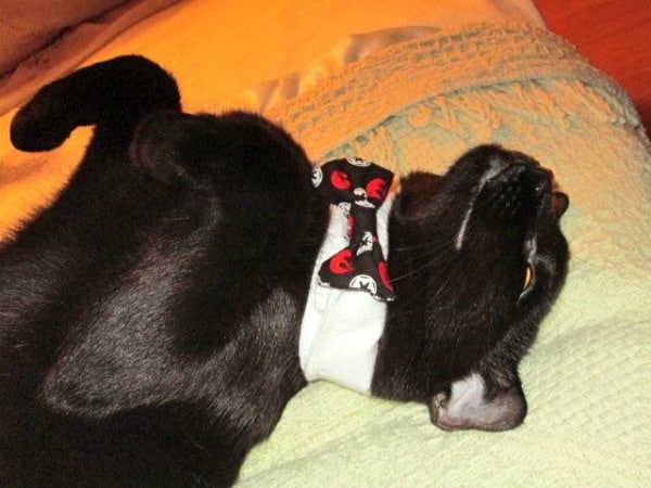 A happy black cat wearing a bow tie. 