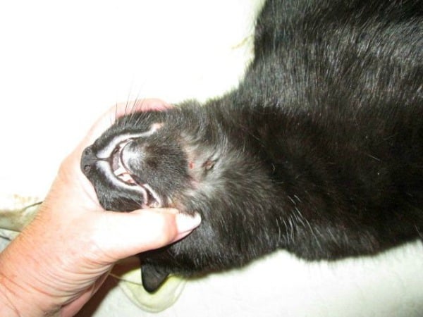 Rodent ulcer in cats.