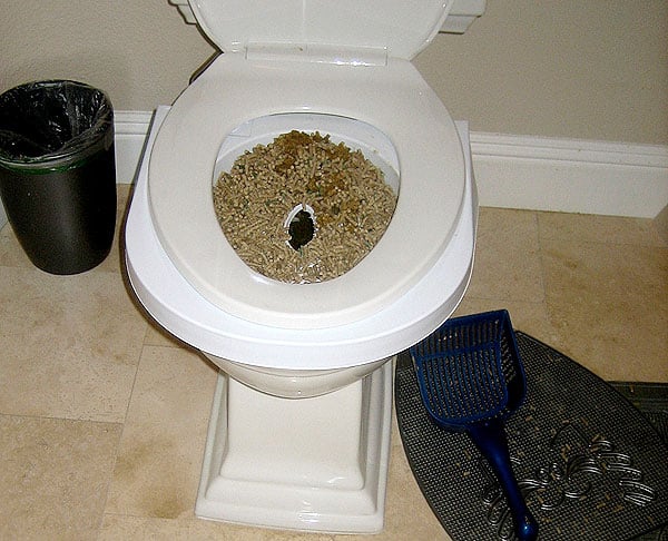 training your cat to use the toilet