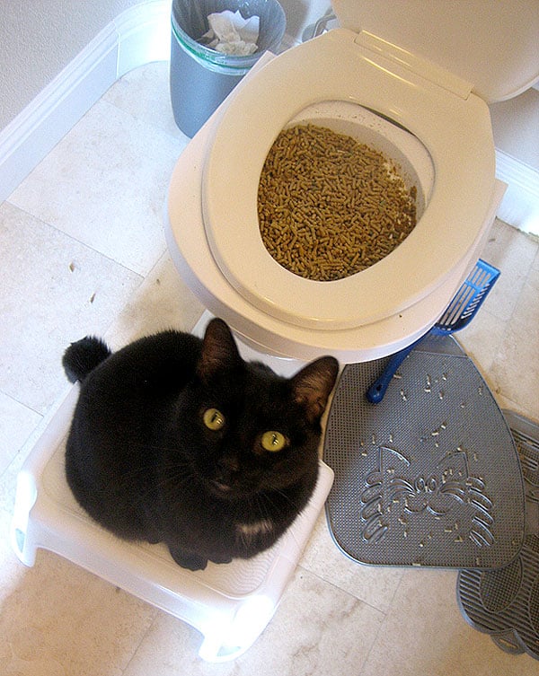 potty training kittens litter box