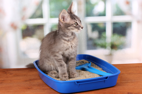 cats urinate outside litter box