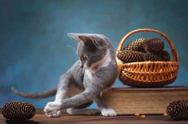 Your Cat Doesn’t “Get Even” With You Through Unwanted Behavior Catster