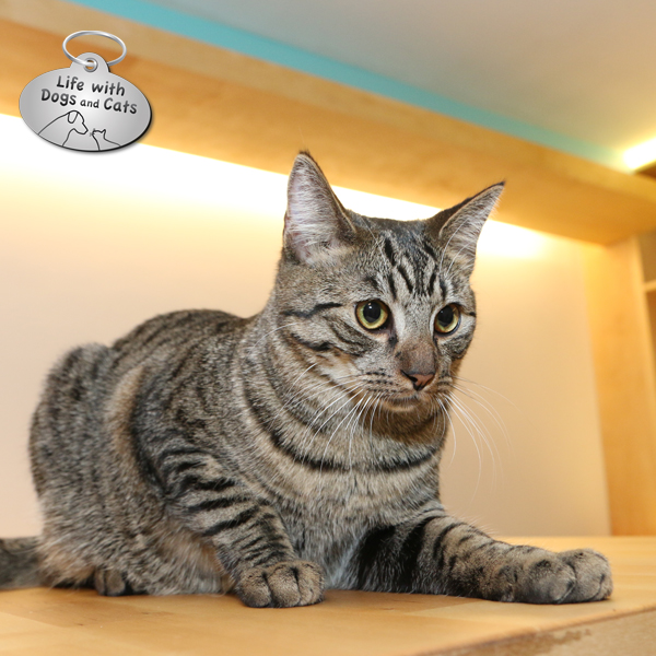 We Chat With the Co Founder of NYC s First Cat  Cafe  Catster
