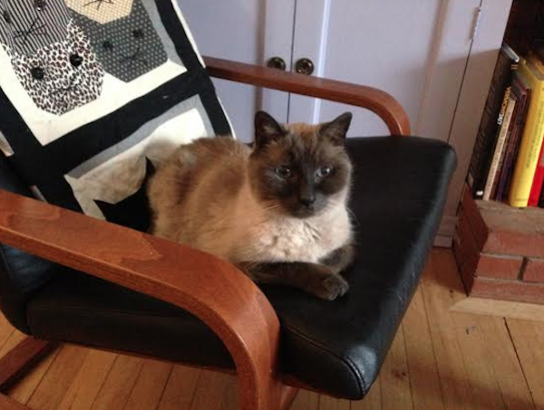 gabapentin dose for 17 pound cat