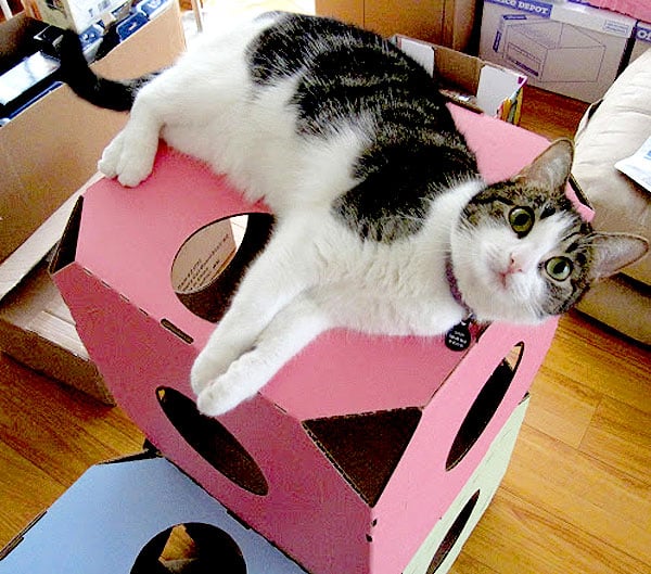 cat stack puzzle