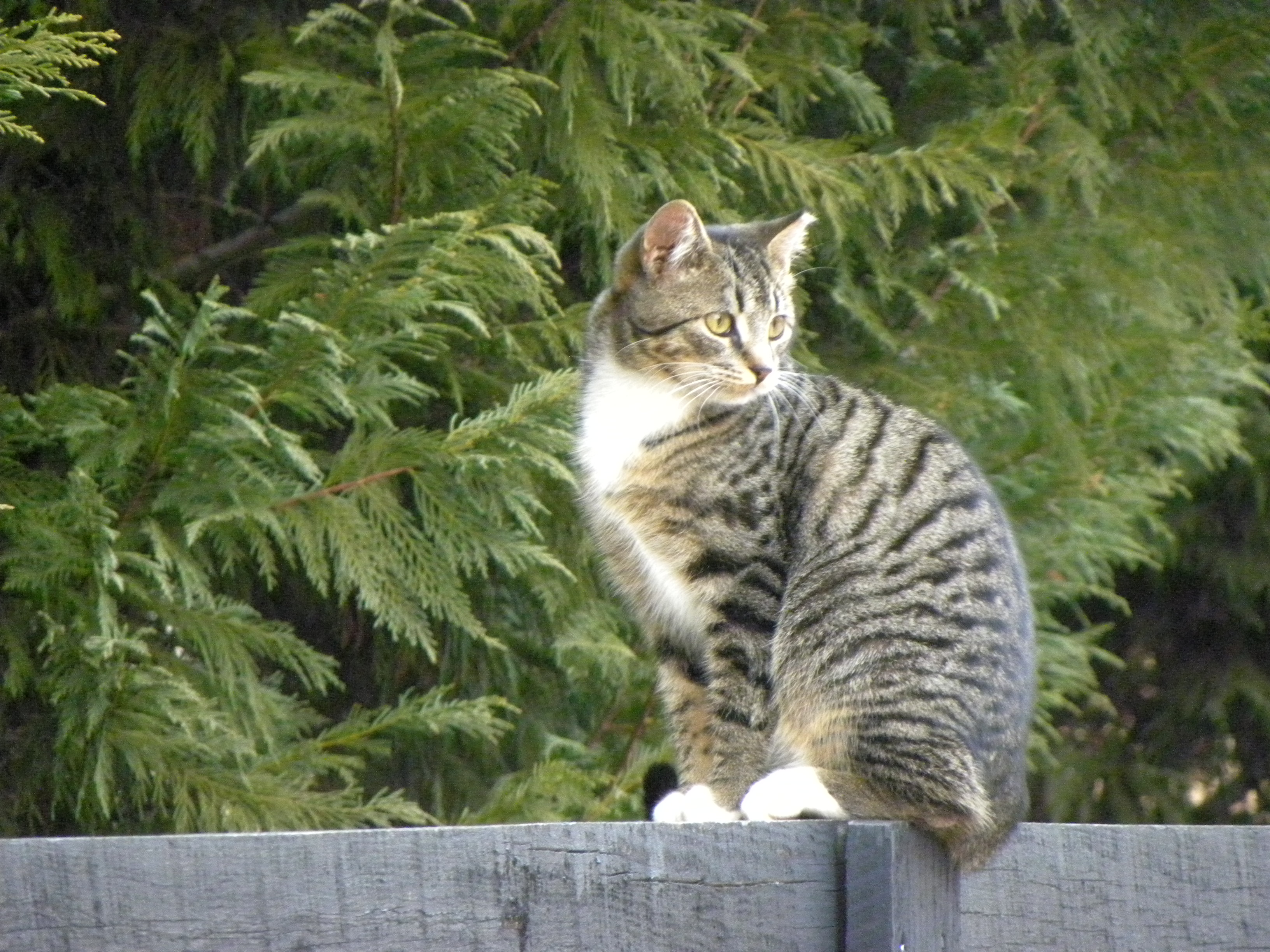 Let s Talk How Does Your Cat Greet You Catster