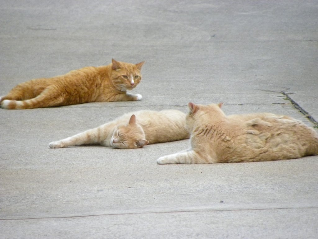 Do Your Cats Love the Sunshine? Catster