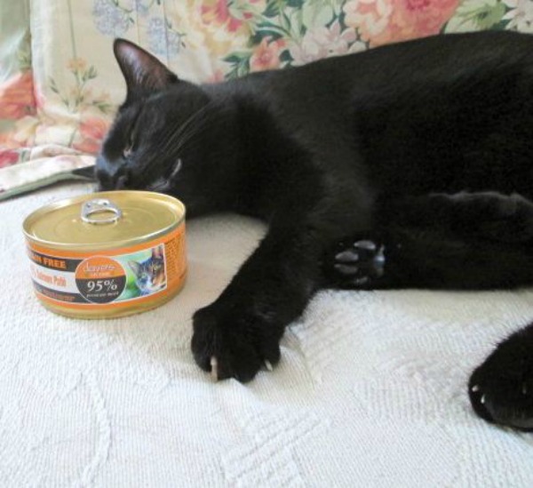 A black cat with a tin of wet food.