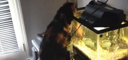 Oscar fish food chain