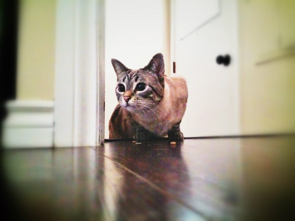 A cat in an open doorway.