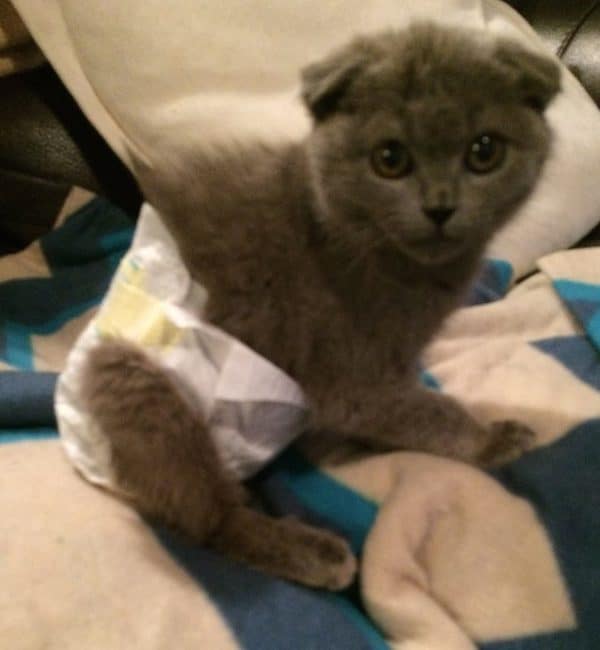 kitten diapers diy