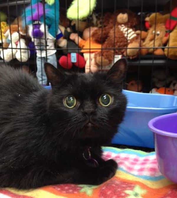 Meet Hecate, a Blind Beauty of a Black Cat Looking for a