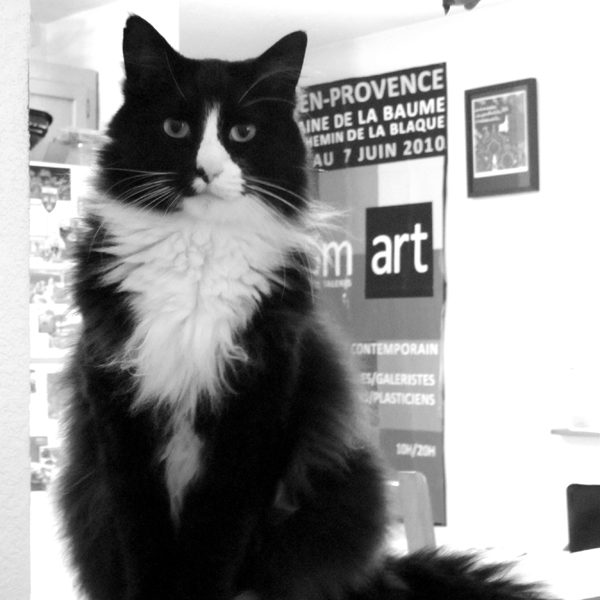Téléchargement gratuit Images French Cats Flood The Book Market We Ask Henri Le Chat Noir le plus cool par