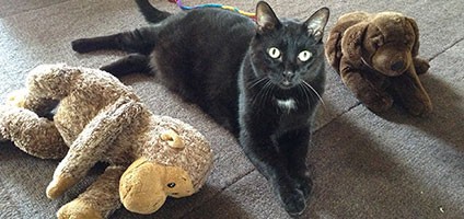 My 5 Proudest Moments as a Kiddie — and Kitty — Mom - Catster