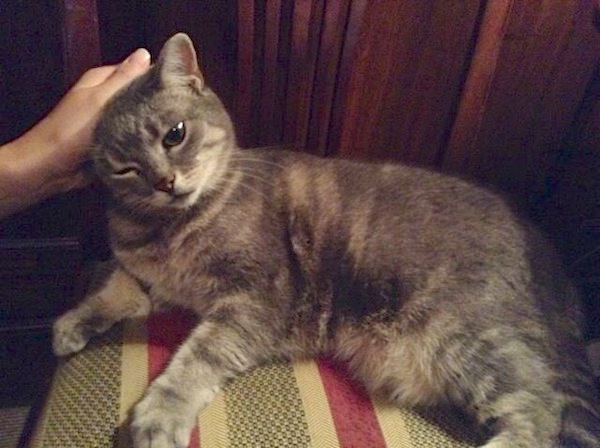 Lady Grey Of London s Rookery Cured My Cat Withdrawal Catster