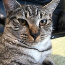 Tips for Preparing Your Cat for Holiday Visitors