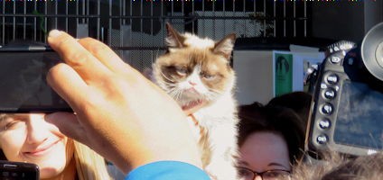 Berkeley Wins a Visit From Famous Feline Grumpy Cat - Catster