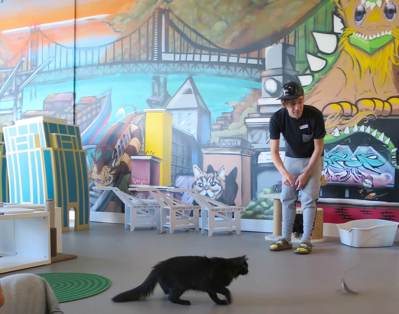 We Visit Oakland  s Cat  Town Cafe  the First Cat  Cafe  in 