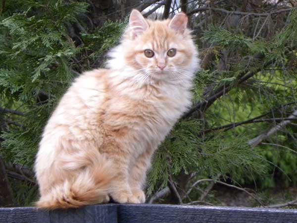 I Care For A Colony Of Feral Cats Catster