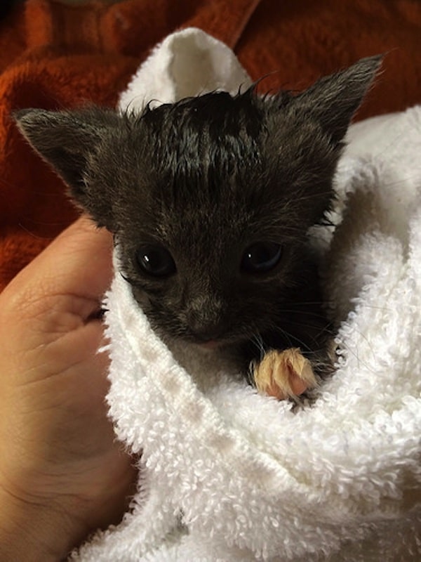 We Chat with the Author of “The Itty Bitty Kitty Committee” Catster