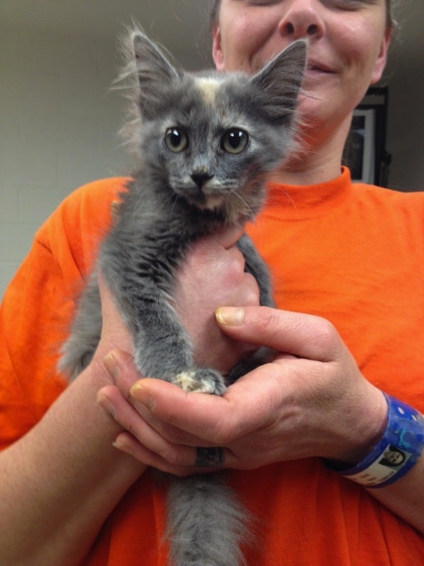 In the Jail Cats Program, Prisoners Socialize Shelter Kittens Catster