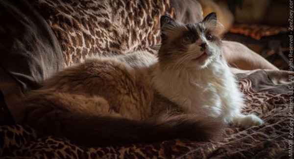 Let S Talk How Are Your Cat S Routines Affected After A Big