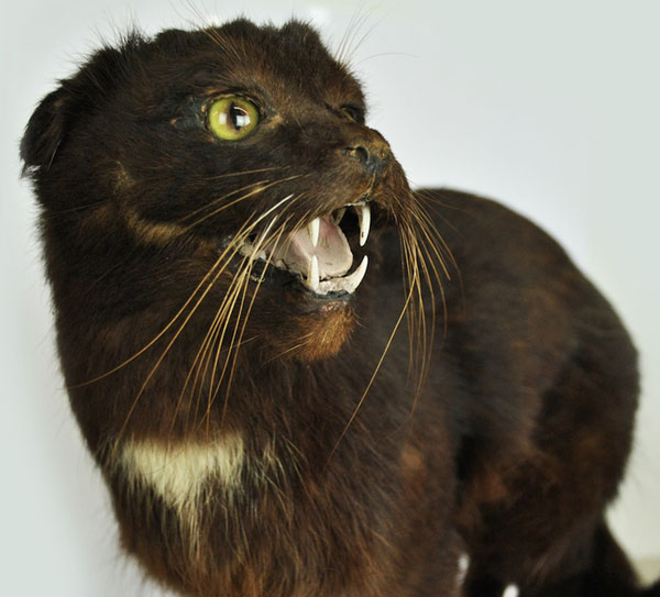What Cat Looks Like A Cait Sith What Cat Looks Like A Cait Sith