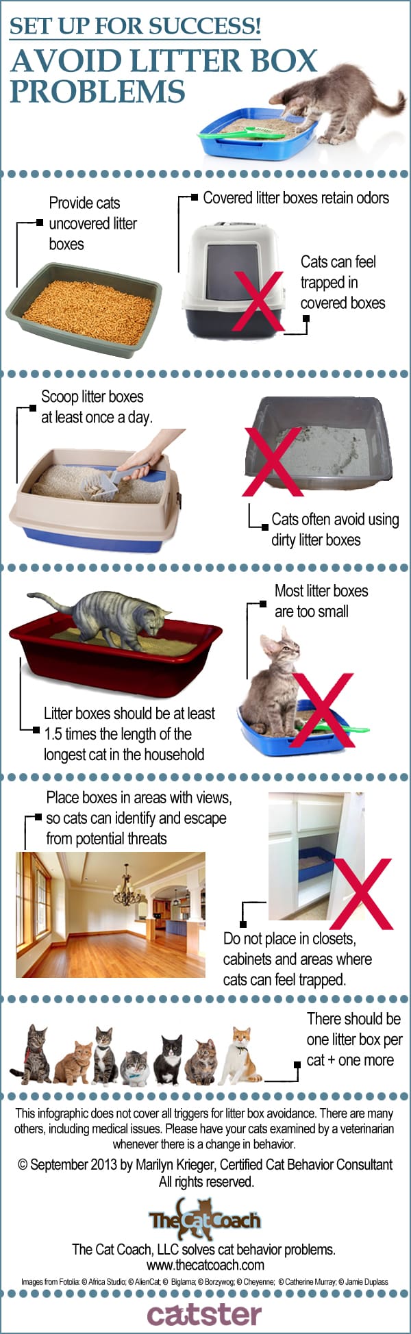 How to Stop Litter Box Problems Before They Begin Catster