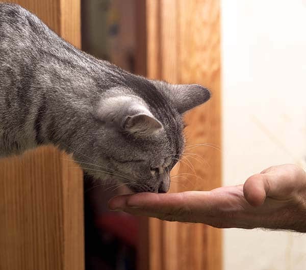 Are Cats Vengeful or Vindictive? Behavior Explained Catster