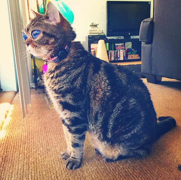 Matilda had an eye issue that made her look like an alien kitty.
