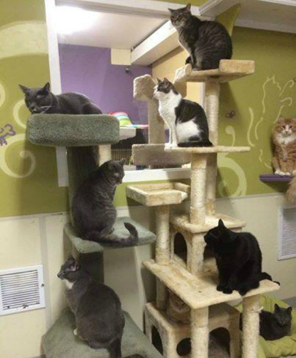 Cape Atlantic Cats Funds Rescue Through a Resale Boutique Catster