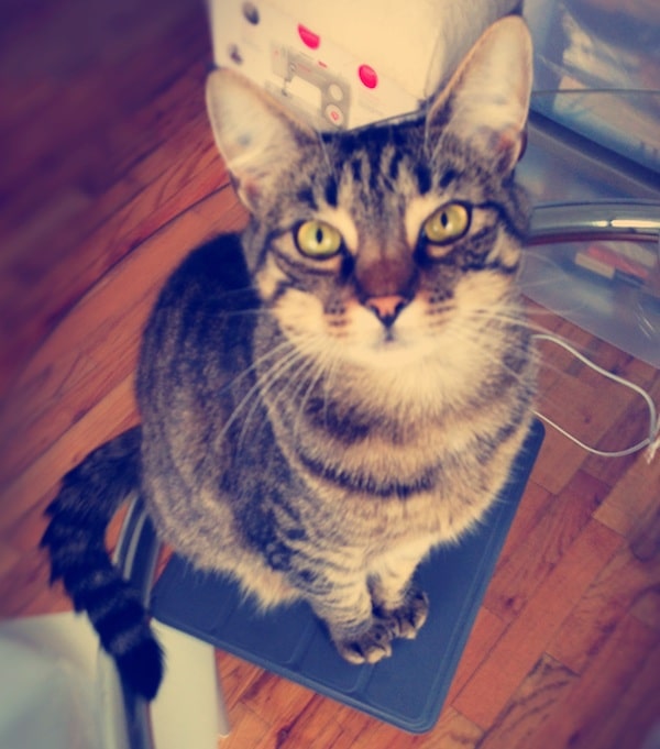 Let's Talk How Do You React When Someone Insults Your Cat? Catster