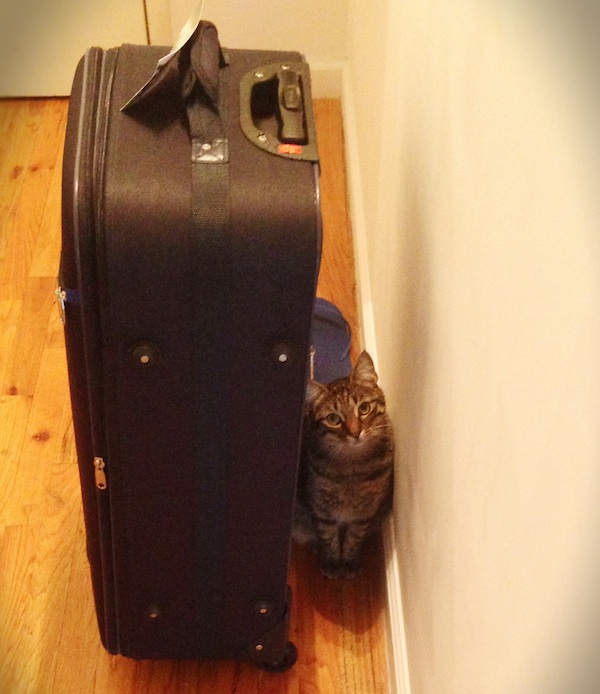 Would You Give Up Your Cat for the Perfect NYC Apartment? Catster