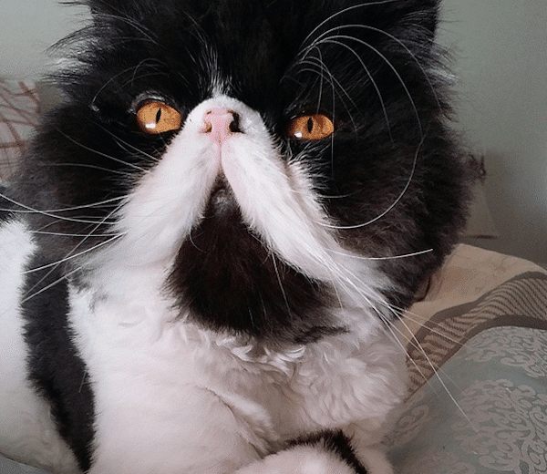 10 Cats  With Mustaches in Honor of Movember Catster