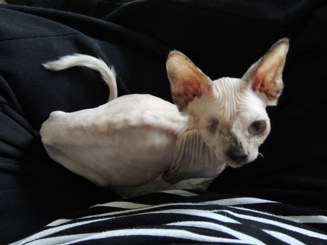 adopt a sphynx cat