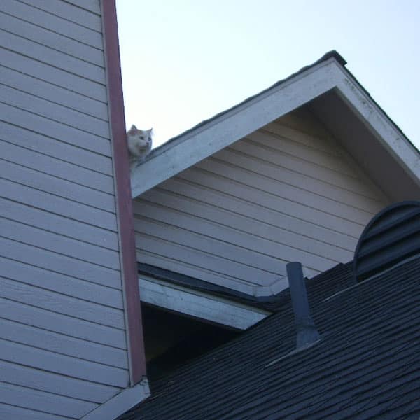 A cat on a roof.