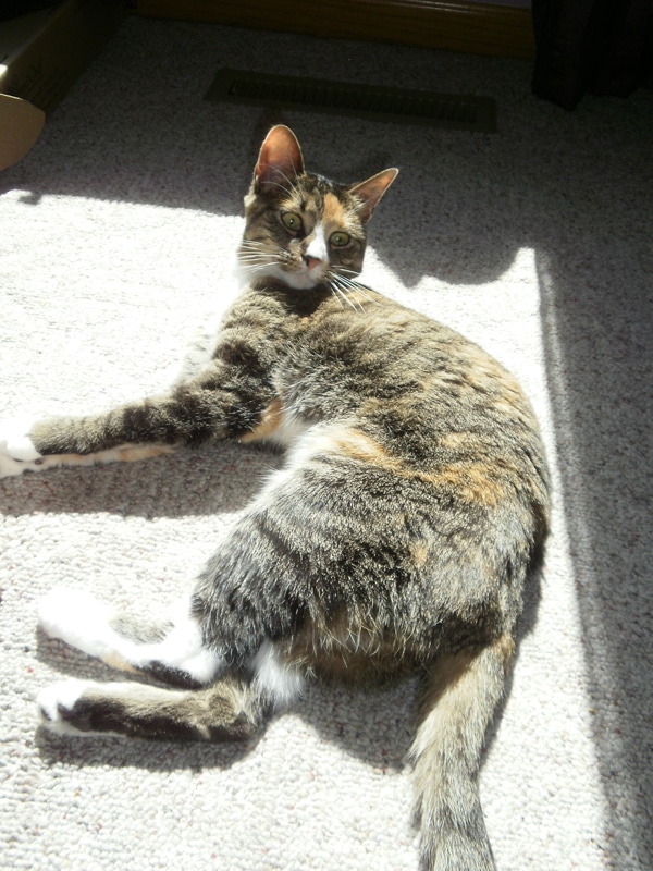 5 Reasons Why I’m Jealous of My Cats Catster