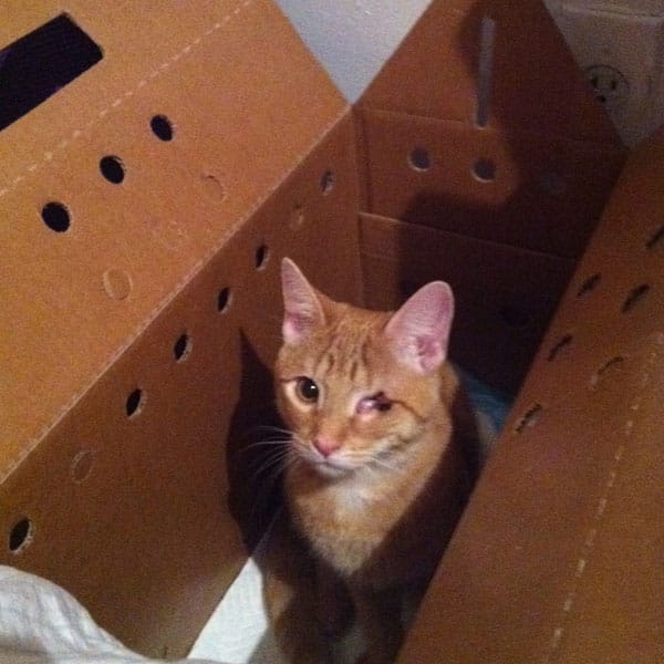 golden lab and german shepherd mix