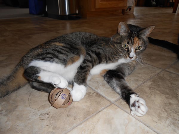 A cat playing with a homemade toilet paper roll toy.