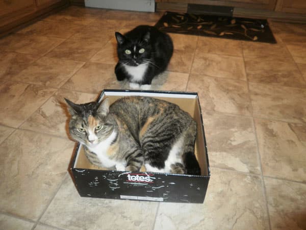 Download 5 Ways My Cats Have Made Me Neurotic … Uh, MORE Neurotic ...
