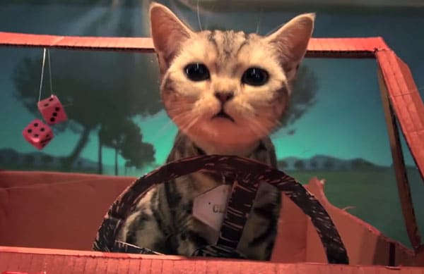 Poopy Cat Tries to Add Glamor to Cardboard and Cat Poop - Catster