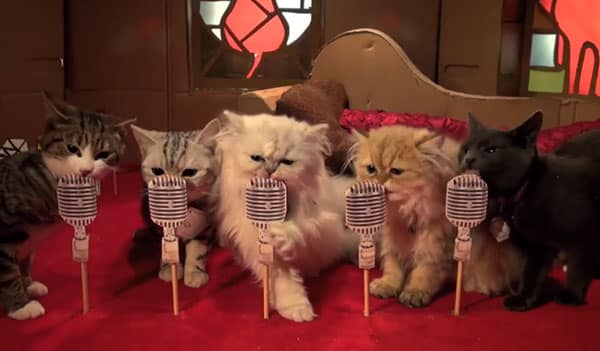 Poopy Cat Tries to Add Glamor to Cardboard and Cat Poop - Catster