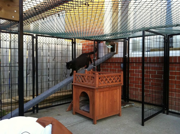 reddit catio