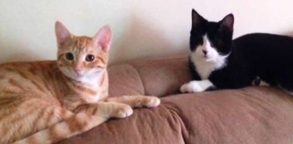 Photo courtesy Kingston Humane Society’s Facebook page
