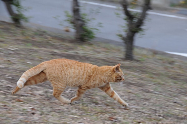 domestic cat running speed