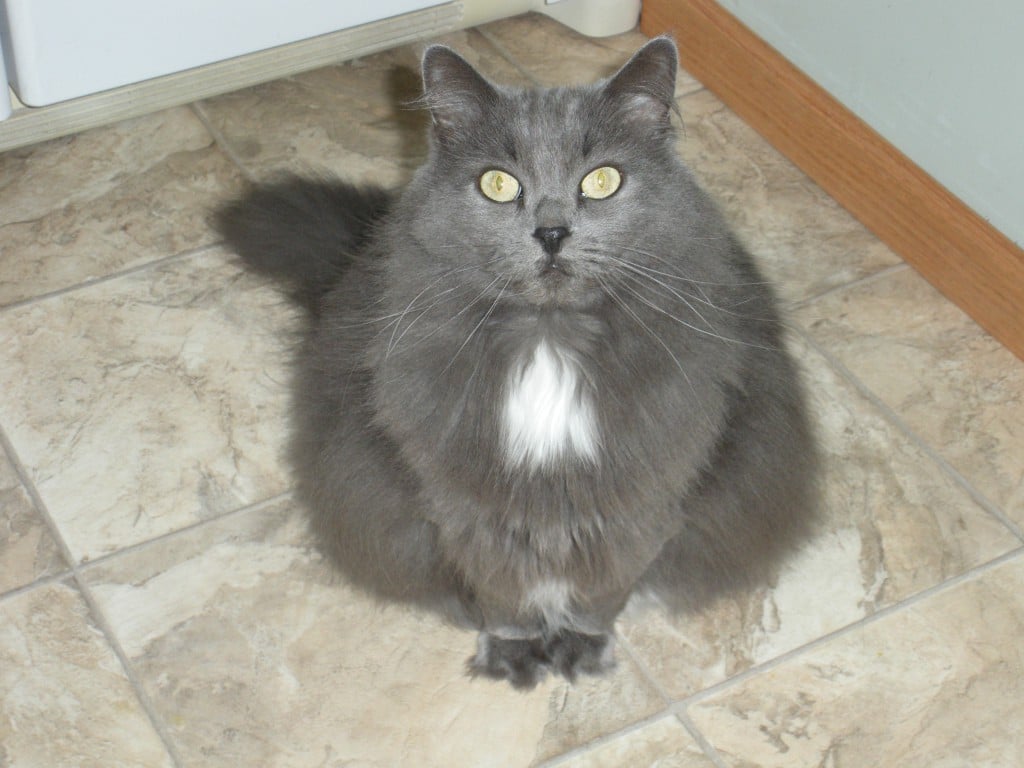 Does Your Cat Have A Few Dozen Nicknames Catster