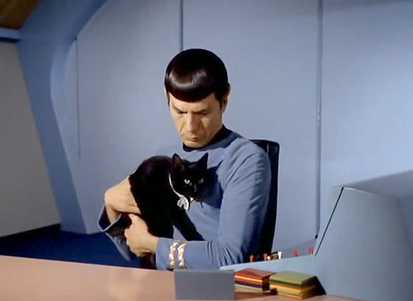 star trek spock cat