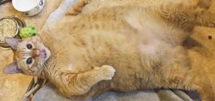 Sponge Bob the 30 lb. Cat Is on the Road to Recovery - Catster