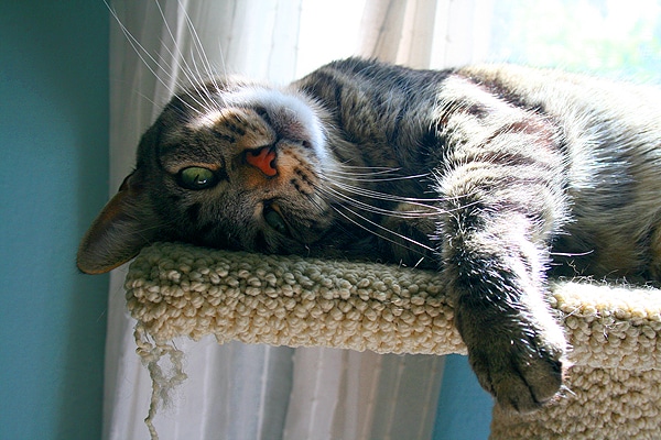 Thomas-I-Love-You-Perch.jpg