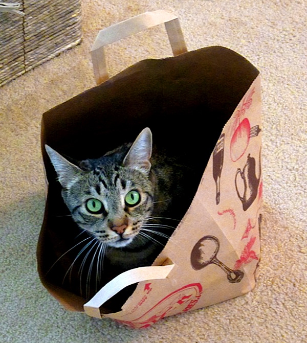 Does Your Cat “Go Vertical” by Climbing to High Places? Catster